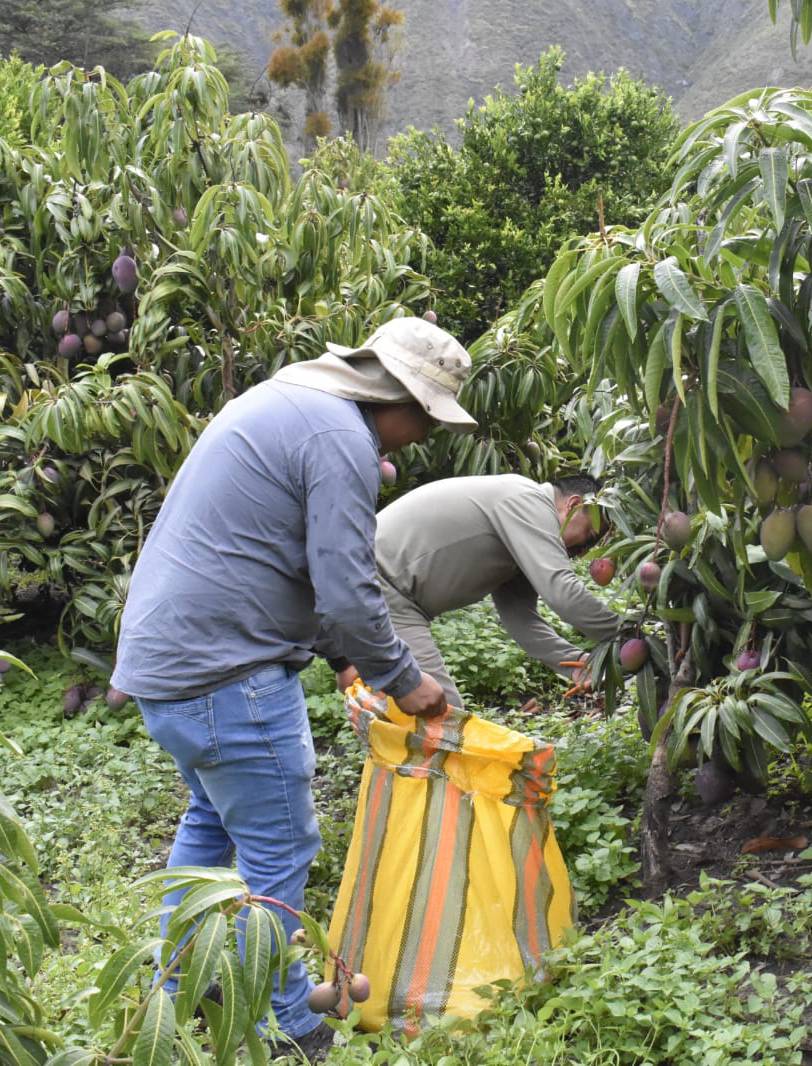 Cosecha de Mangos